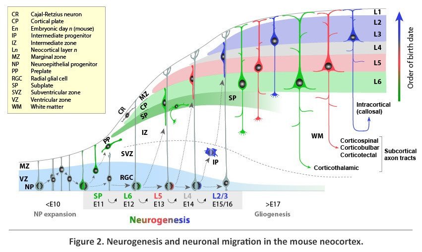Neurogenesis and neuronal migration in the moouse neocortex
