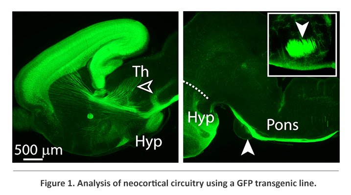 GFP on neocortical circuitry