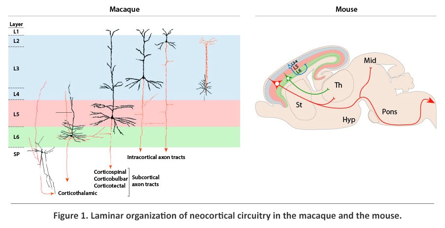 Laminar organization of neocortical circuitry in the macaque and the mouse